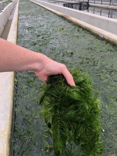 Ceratophyllum Demersum / Hornwort