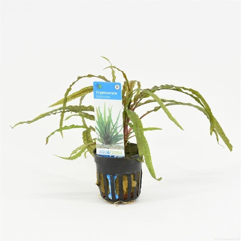 Cryptocoryne Balansae