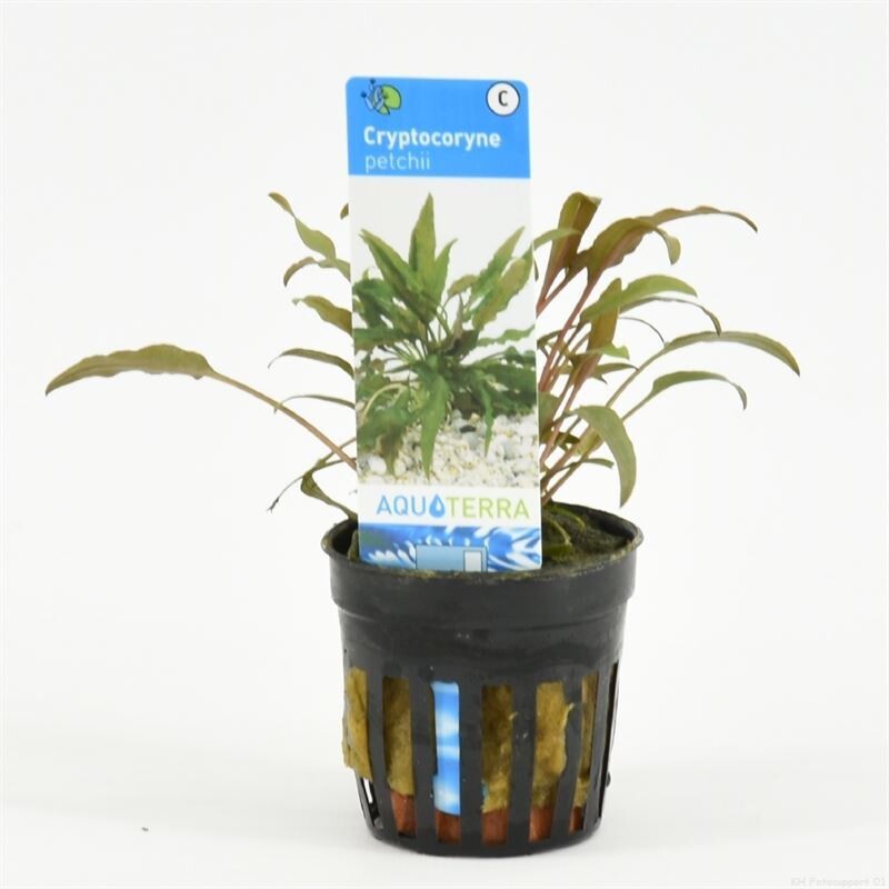 Cryptocoryne Petchii