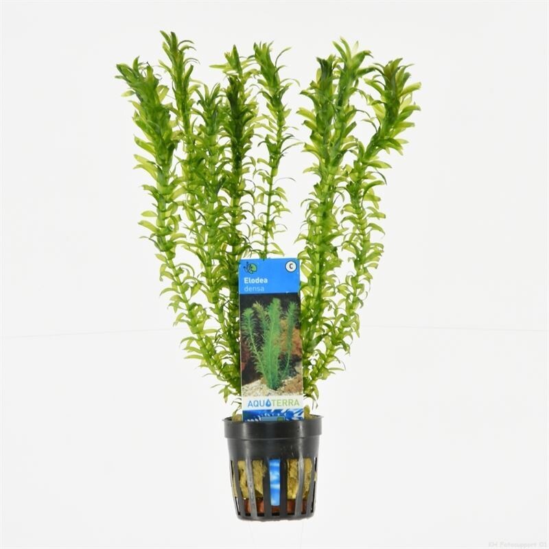 Elodea Densa - Egeria Densa