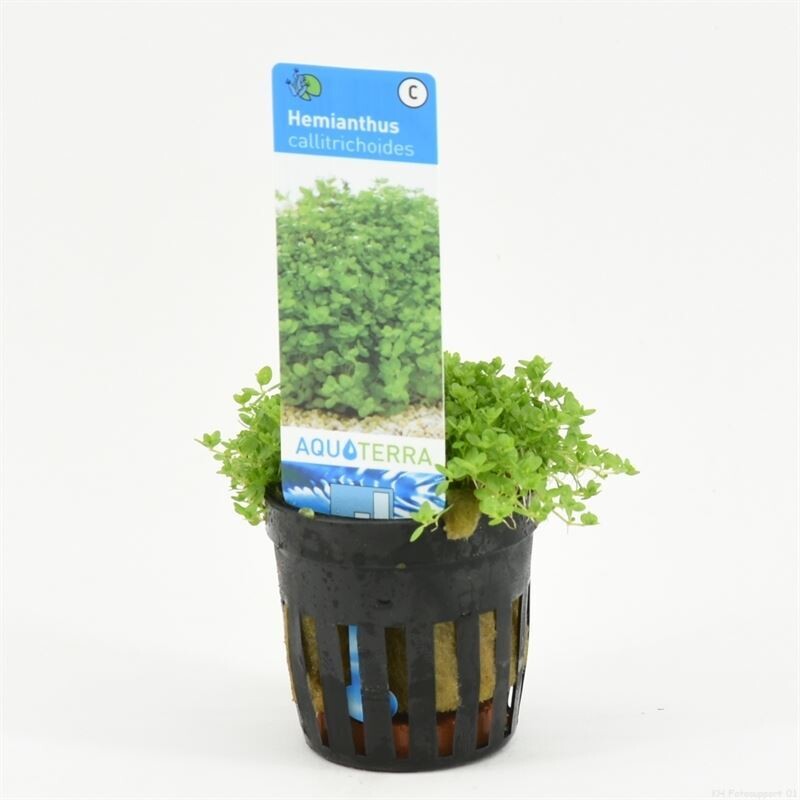Hemianthus Callitrichoide