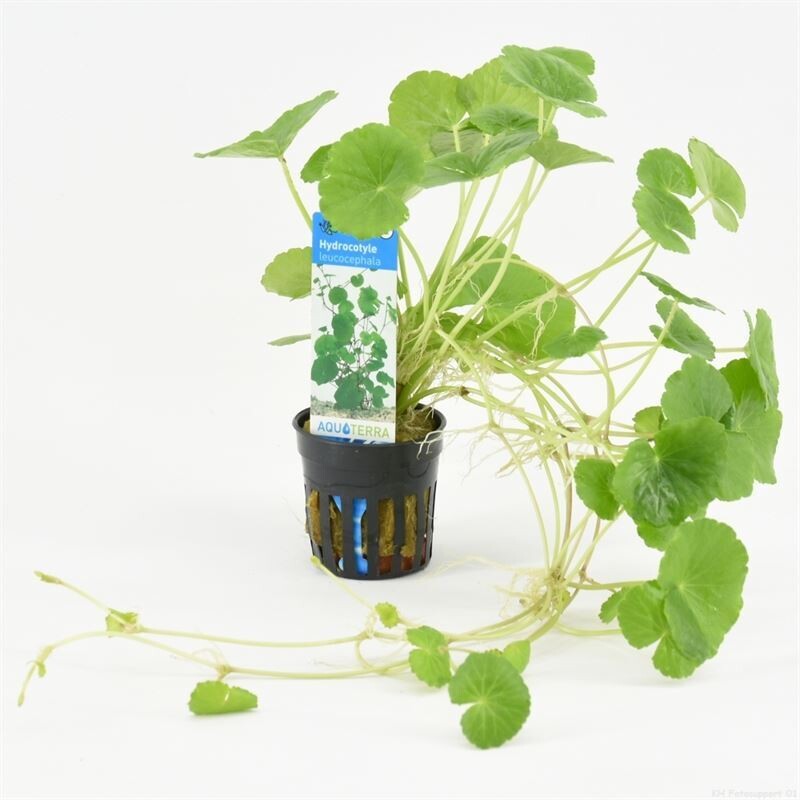Hydrocotyle leucocephala (Brazilian ivy)