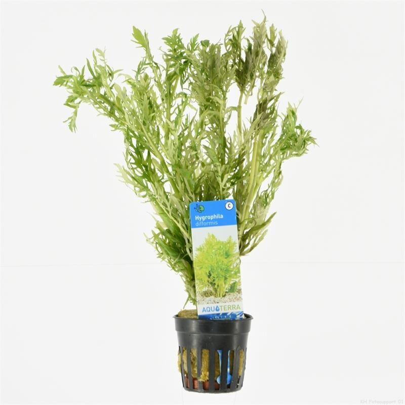 Hygrophila difformis