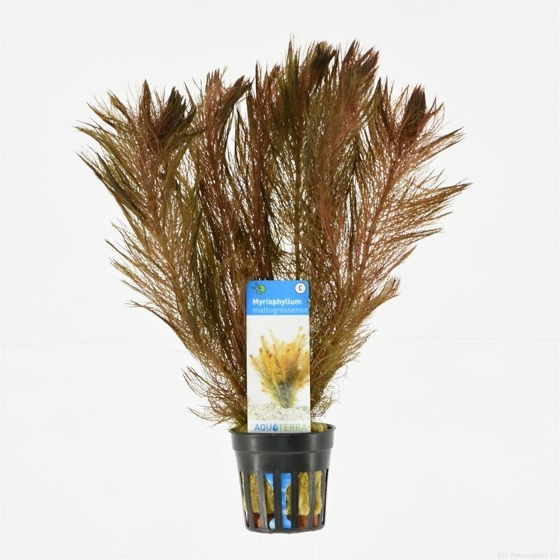​Myriophyllum matogrossense