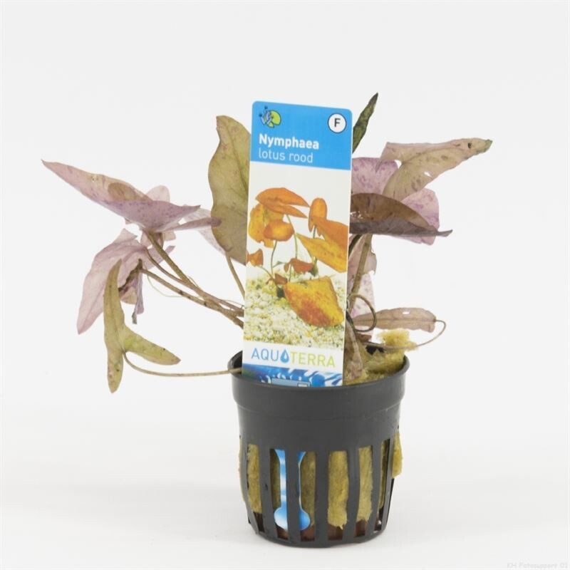 Nymphaea lotus