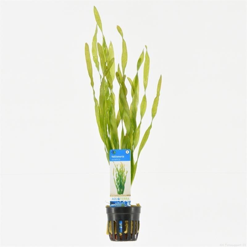 Vallisneria Asiatica