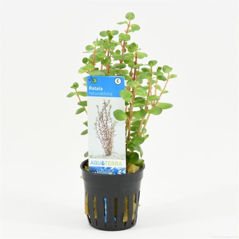 ​Rotala rotundifolia