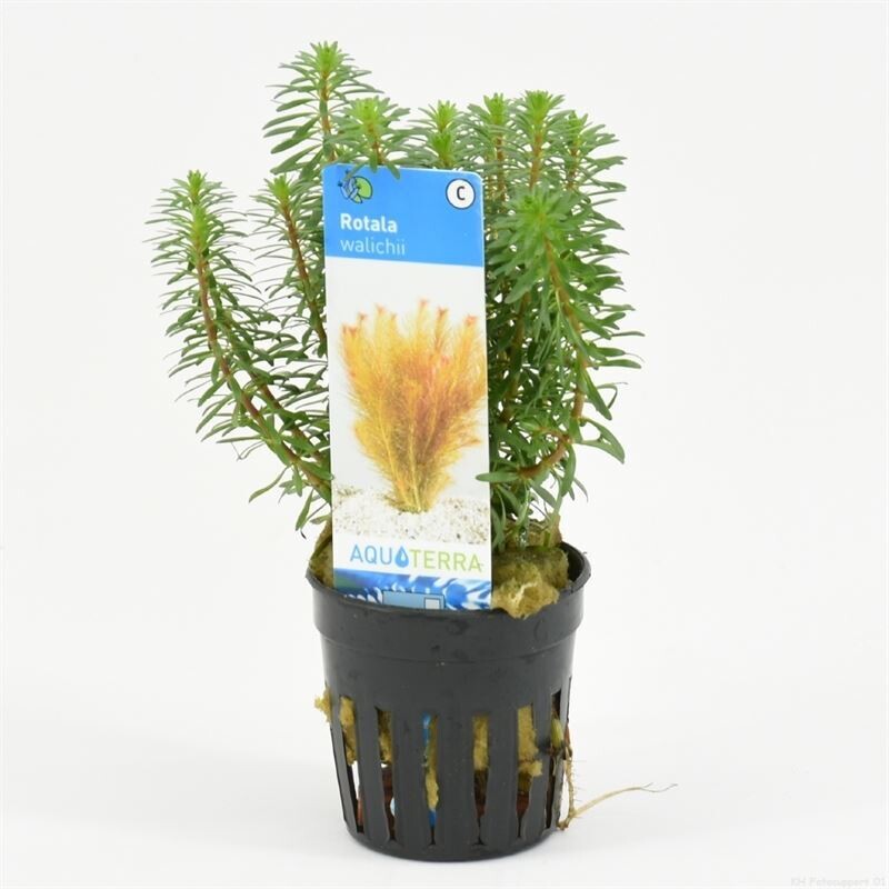 Rotala walichii