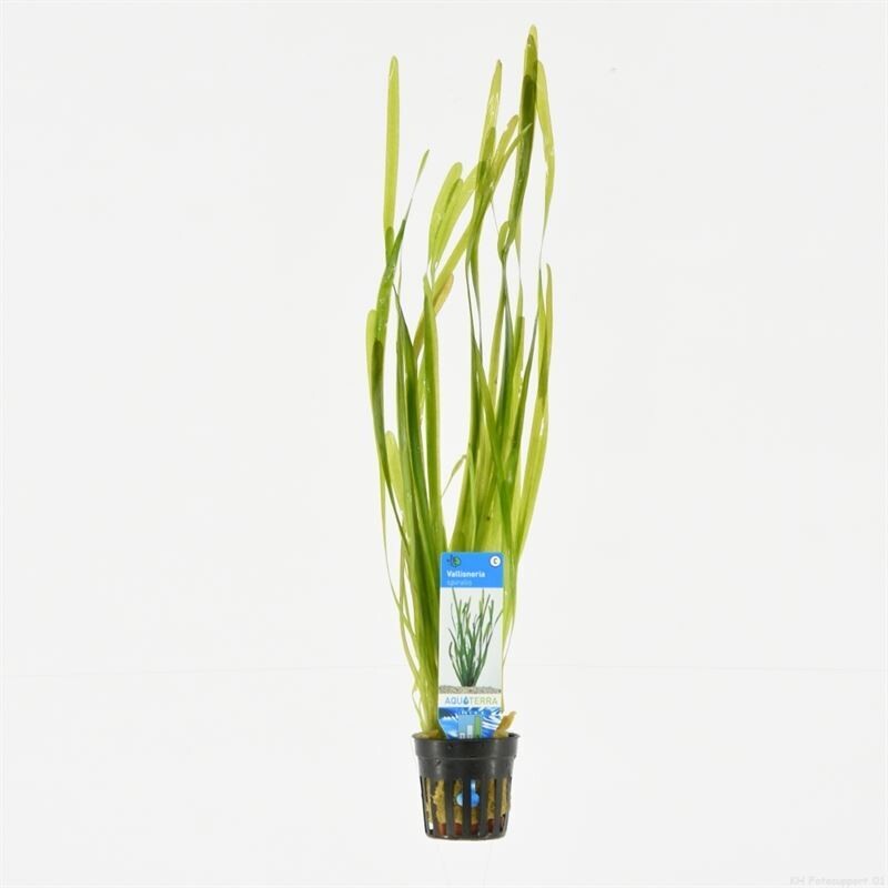 Vallisneria Spiralis