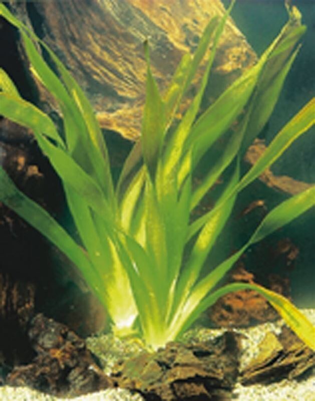 Vallisneria Gigantea