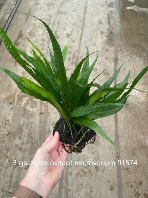 ​3 hole coconut with microsorum (Java fern)