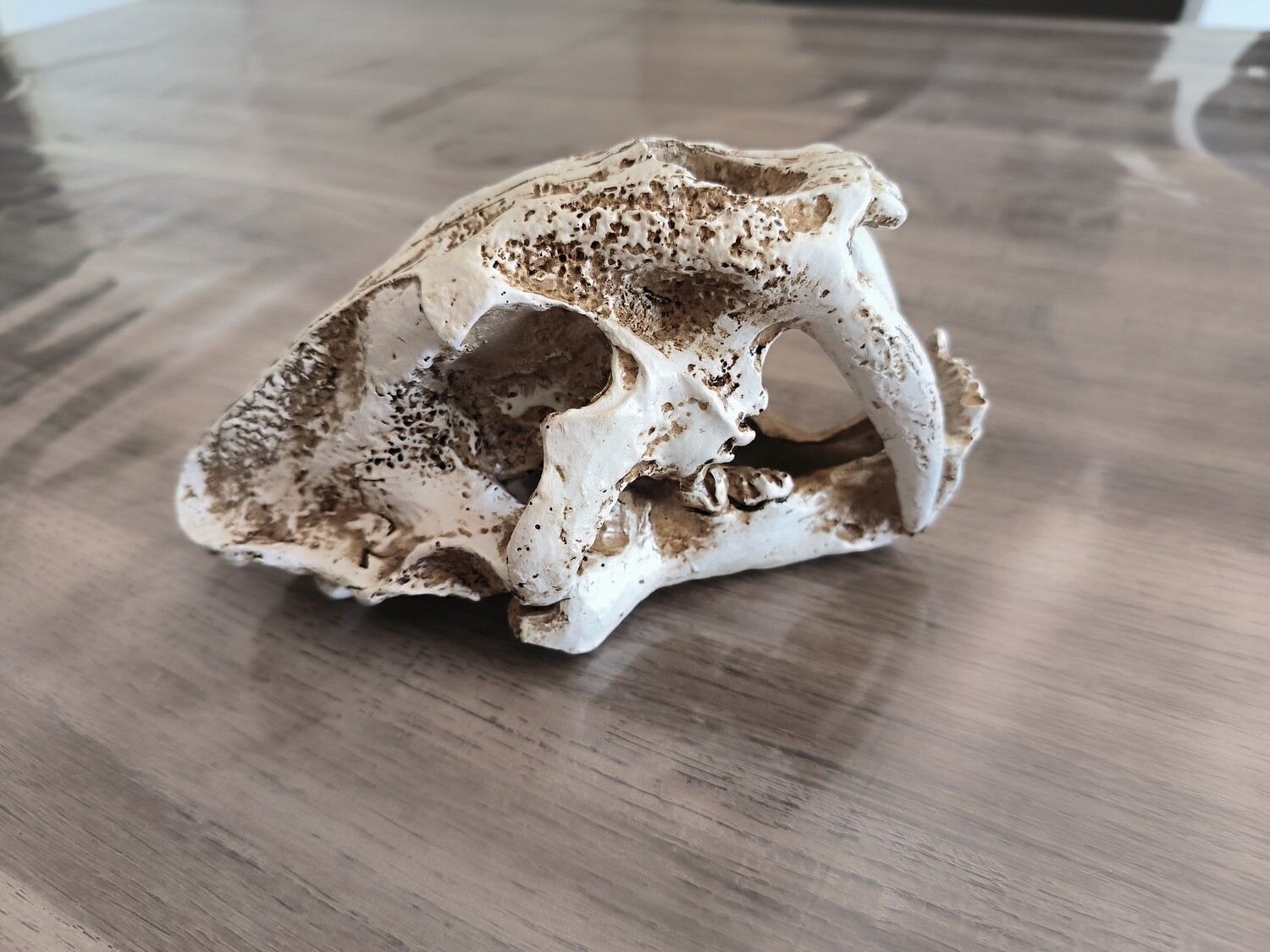 ​Giganterra Sabertooth Tiger L