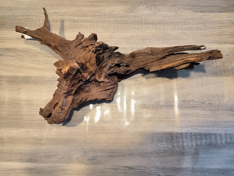 River roots