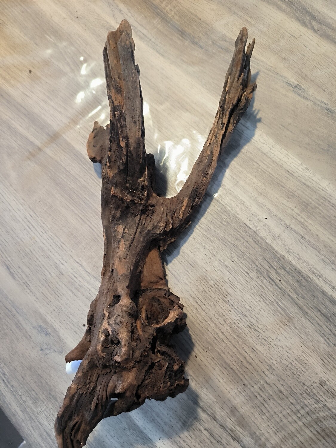 River Roots
