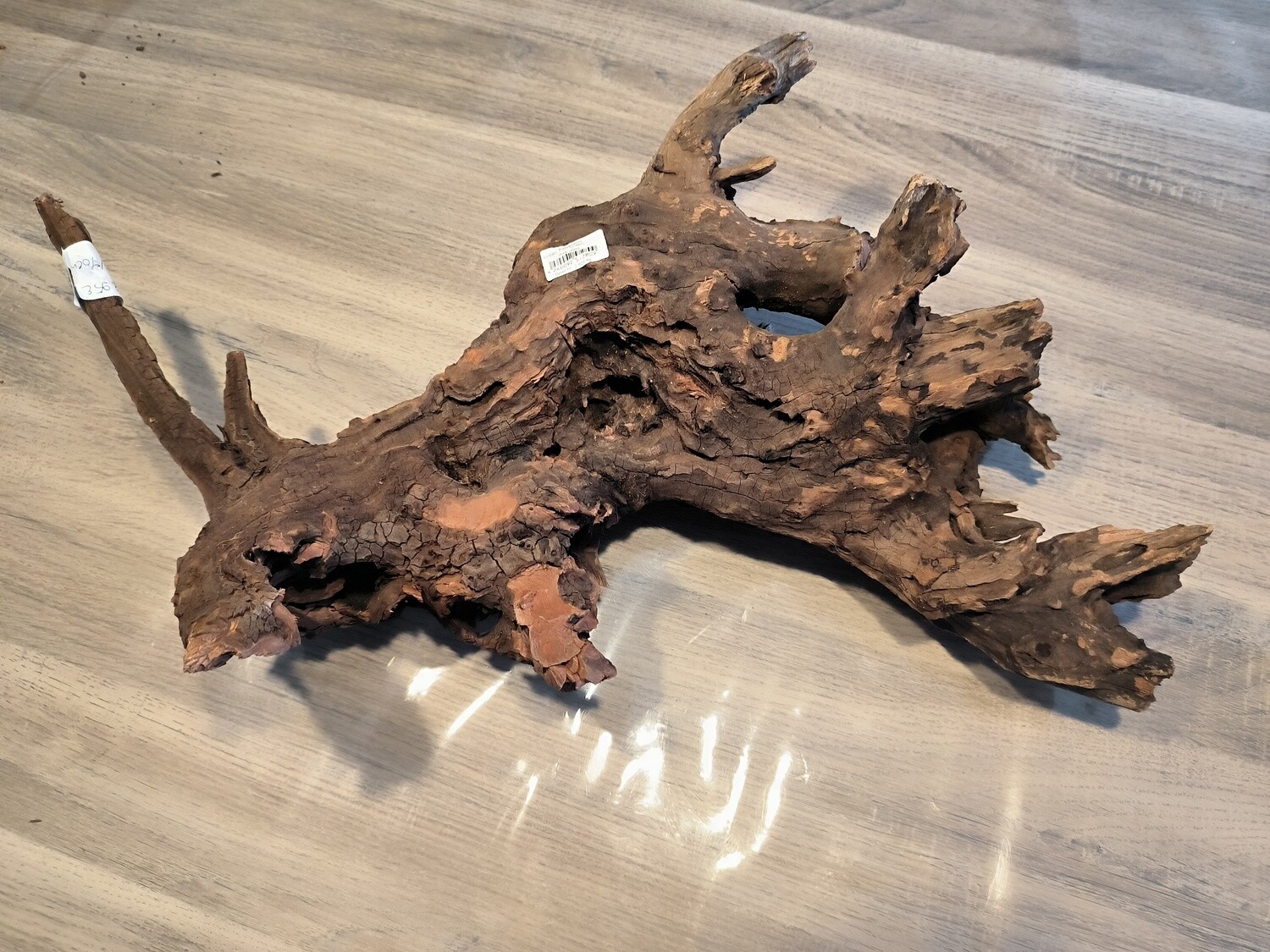 River roots