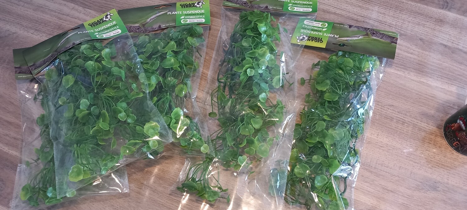 Hanging plant Hydrocotyle (Artificial)