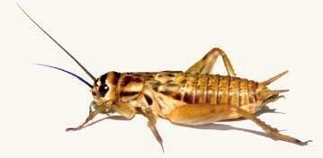 House cricket (Acheta domesticus) bulk