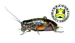 ​field cricket (Gryllus Bimaculatus) bulk