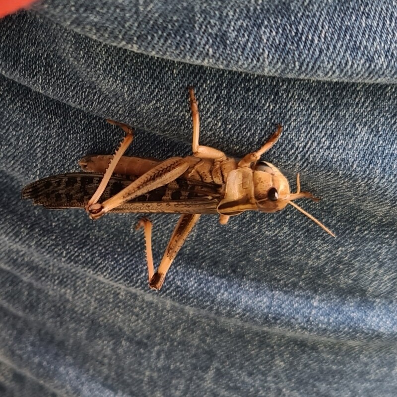 migratory locust (Locusta migratoria) box