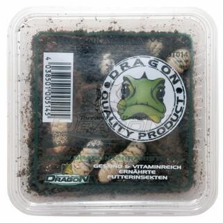 ​Rose beetle larvae (Pachnoda marginata) box