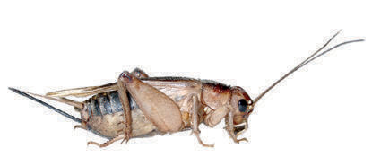 steppe cricket (gryllus assimilis) bulk