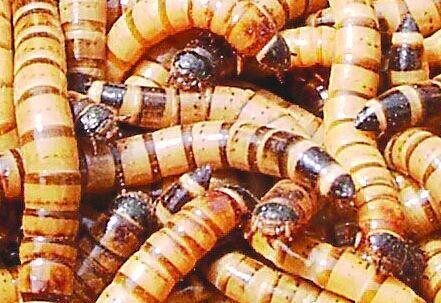 ​BLACK BEETLE LARVA (Zophobas morio) box 50gr