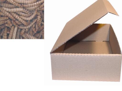 mealworm 1600 ml 1kg