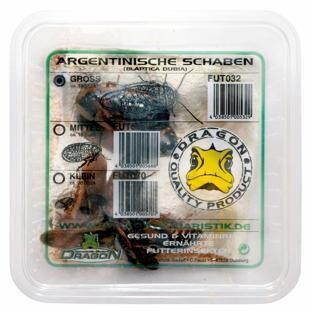 Argentinian cockroach ( Blaptica Dubia) box