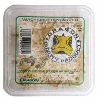 wax moth larvae (Galleria mellonella) 40pcs