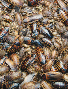 Argentine cockroach (Blaptica Dubia) bulk 100st