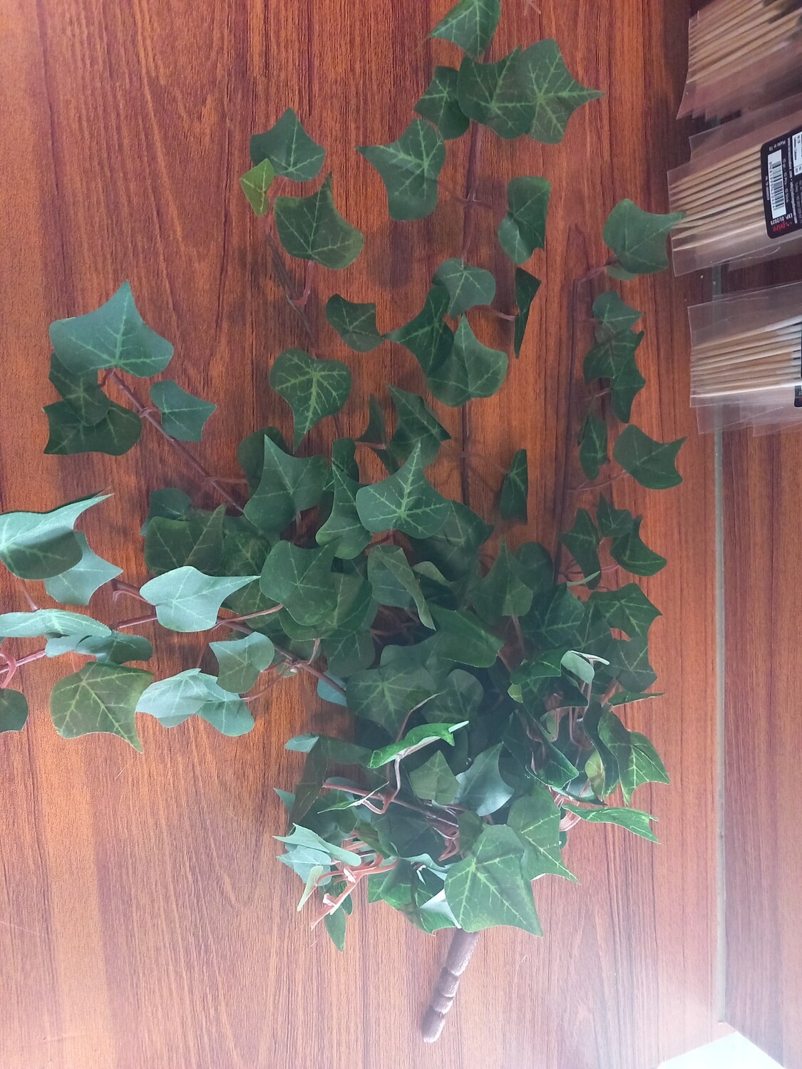 ​English Ivy green 50cm