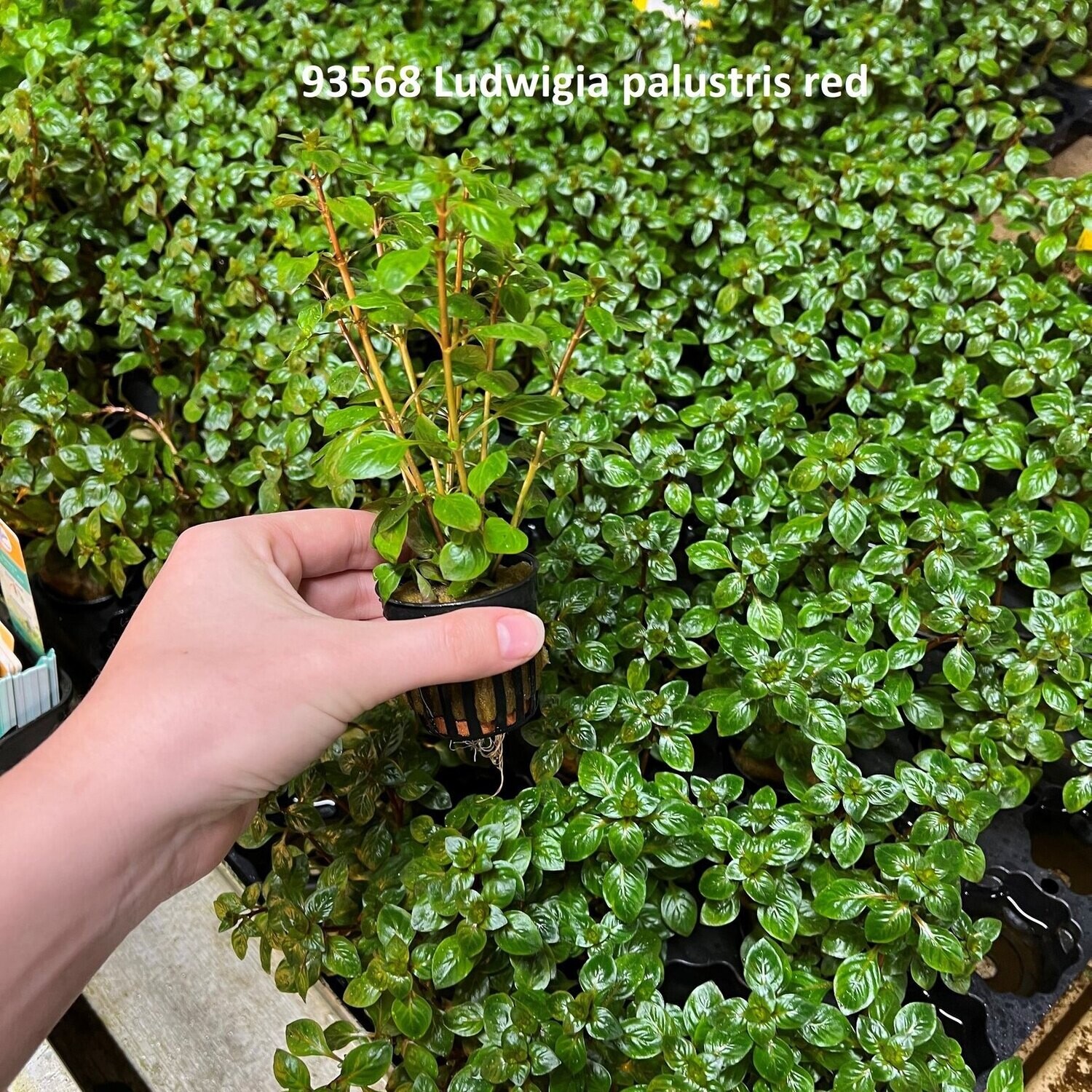 ludwigia palustris red