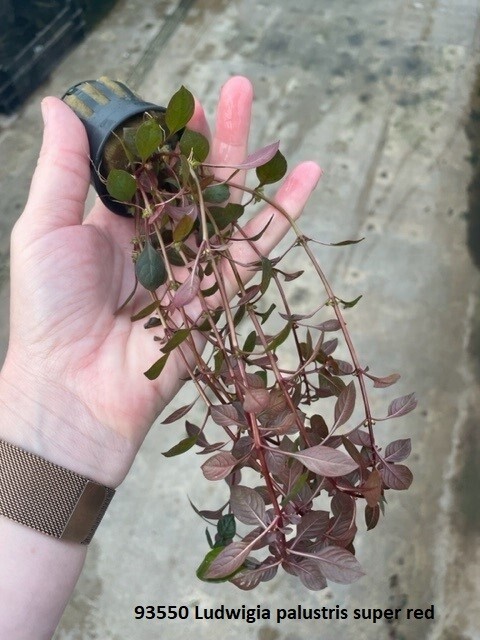 ​​Ludwigia Palustris &#39;Super Red
