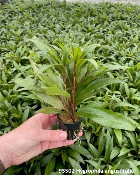 ​​Hygrophila Angustifolia
