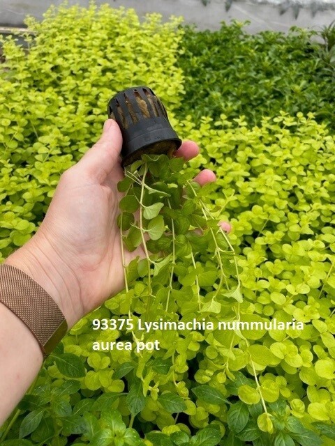 ​Lysimachia nummularia aurea