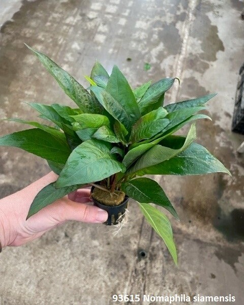 ​​Nomaphila siamensis​