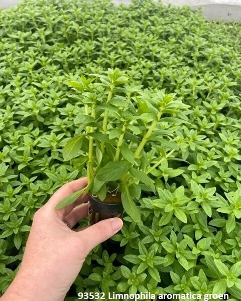 ​Limnophila Aromatica &quot;Green&quot;