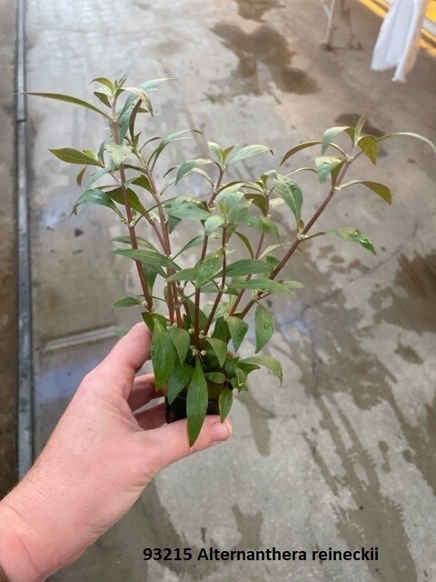 ​​Alternanthera reineckii