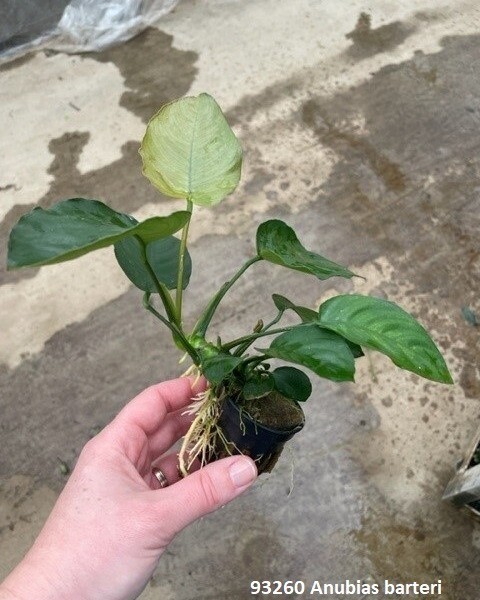 ​Anubias barteri