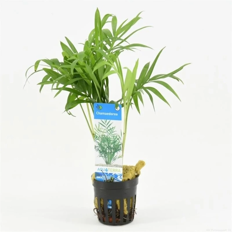 ​Chamaedorea Palm