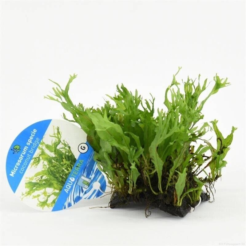 ​Microsorum specie / java fern