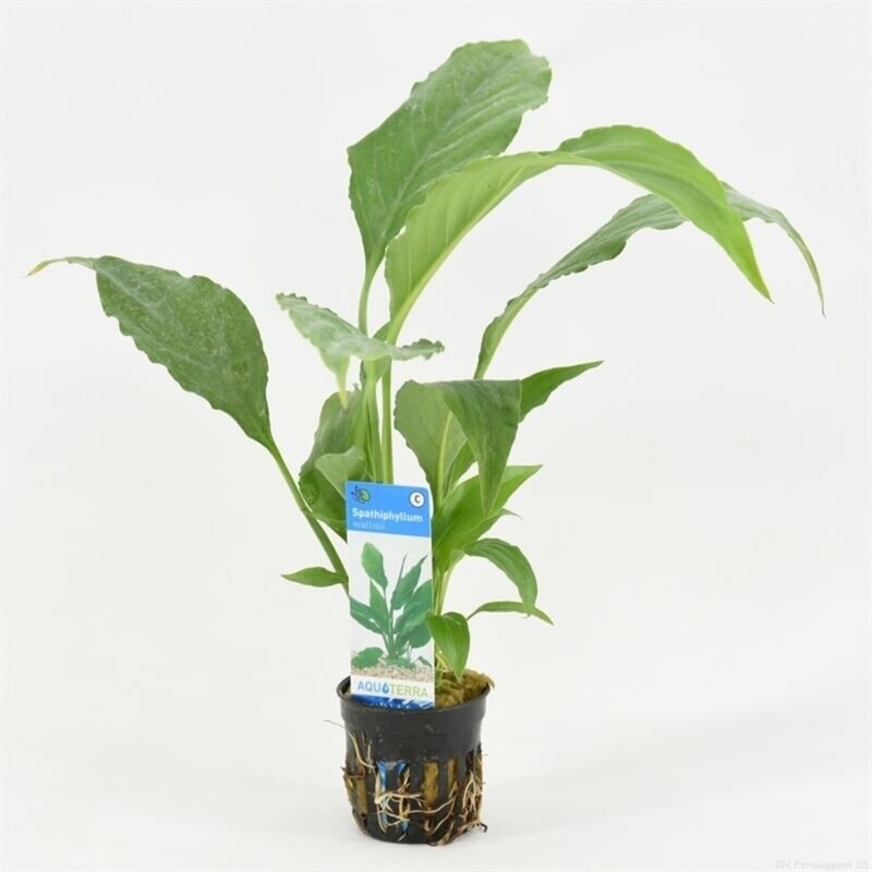 spathiphyllum wallisii