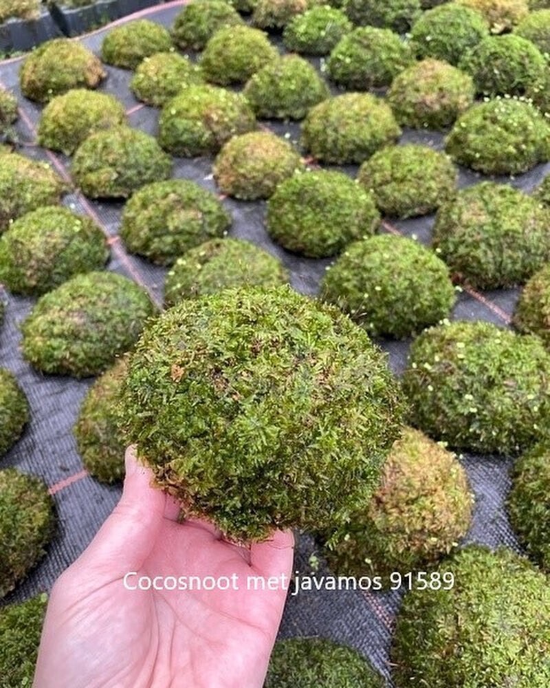 half coconut with java moss (Taxiphyllum barbieri)