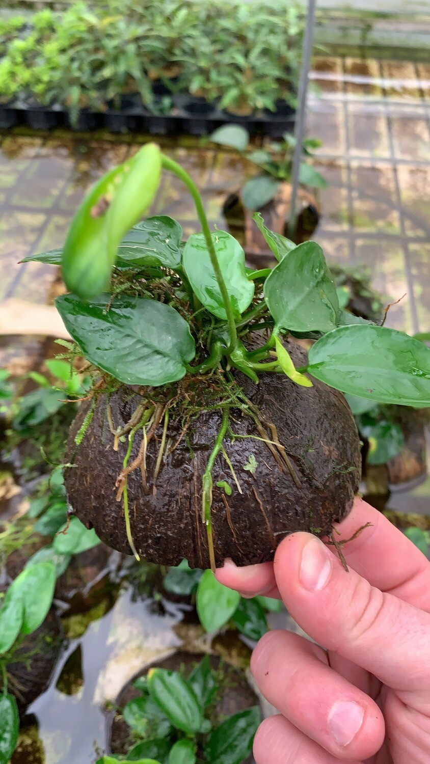 half coconut with anubias nana