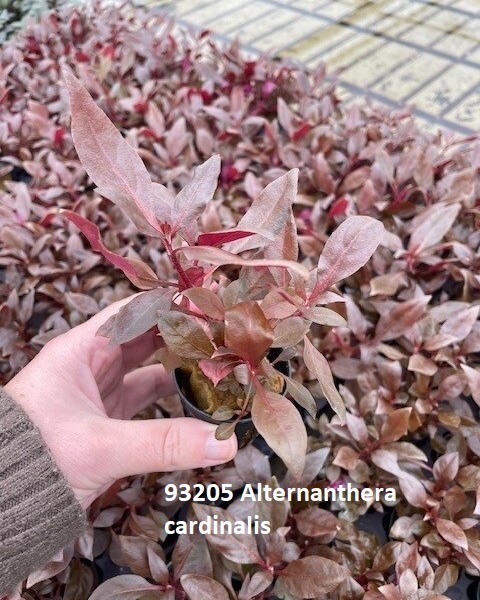 ​Alternanthera Cardinalis ​