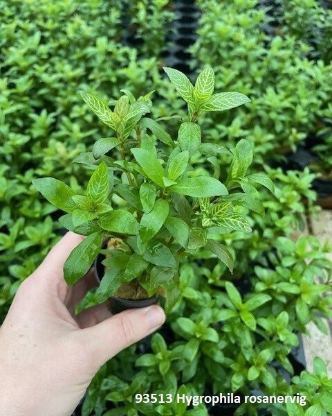 ​Hygrophila polysperma &#39;Rosanervig