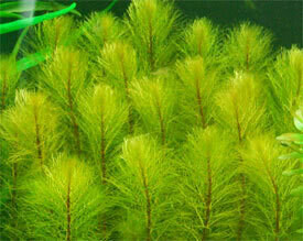 ​myriophyllum pinnatum (green)​