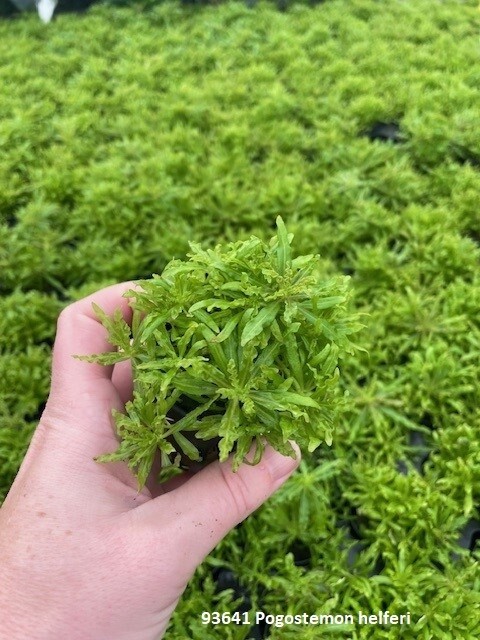 ​Pogestemon helferi