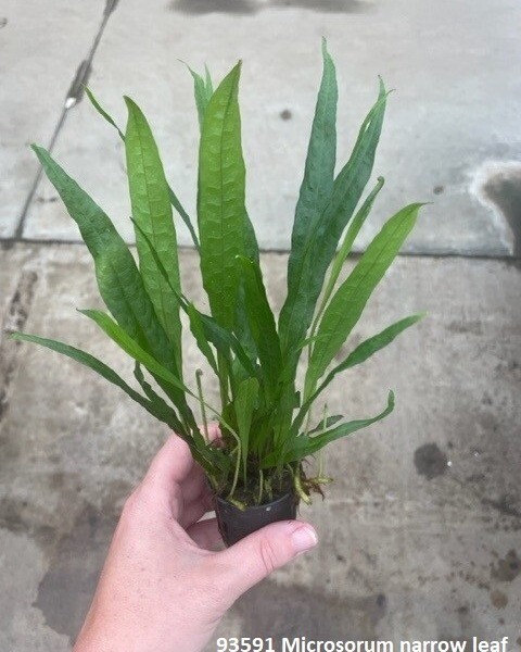 ​Microsorium narrow leaf