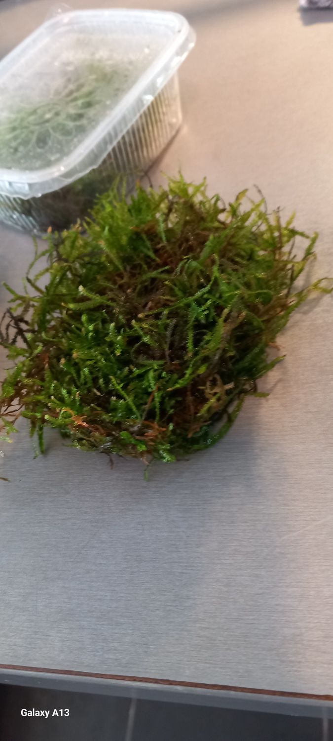vesicularia dubyana (java moss) 200 cc